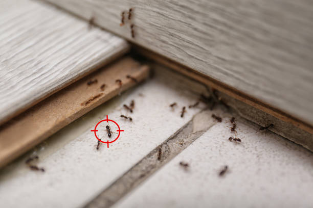 Best Rodent Control Near Me  in Queen City, TX