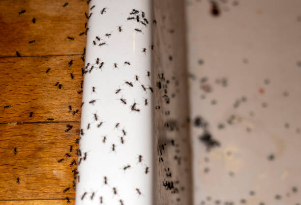 Best Local Pest Control Services  in Queen City, TX