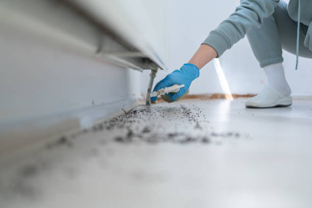 Best Rat Extermination Near Me  in Queen City, TX
