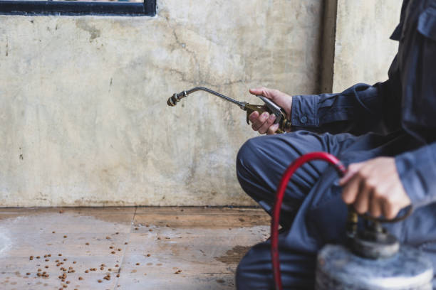 Best Affordable Pest Control Services  in Queen City, TX